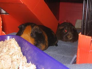 websitepiggies.JPG